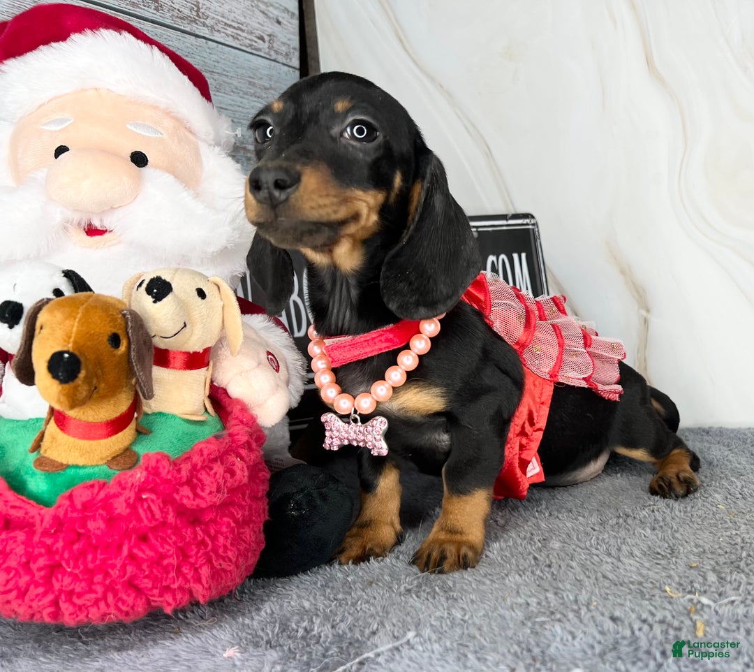 Miniature Dachshund dogs for sale: AKC Champion import - Ad 15
