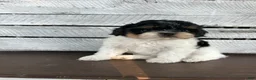Shihpoo dogs for sale: Maggie - Ad 6