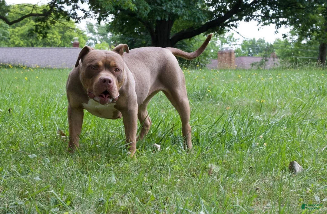 American Bully dogs for sale: American Bully 3 - Ad 2