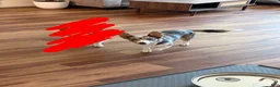 Welsh Corgi Pembroke dogs for sale: Welsh Corgi Pembroke 3 - Ad 2