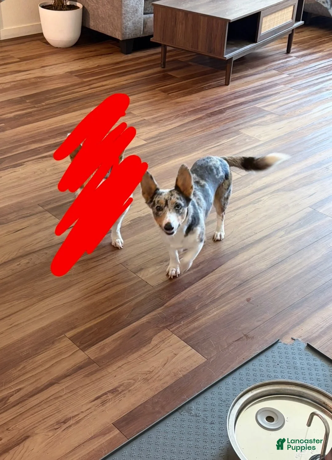 Welsh Corgi Pembroke dogs for sale: Welsh Corgi Pembroke 3 - Ad 2