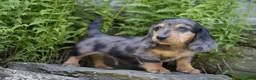 Miniature Dachshund dogs for sale: Jasper - Ad 3