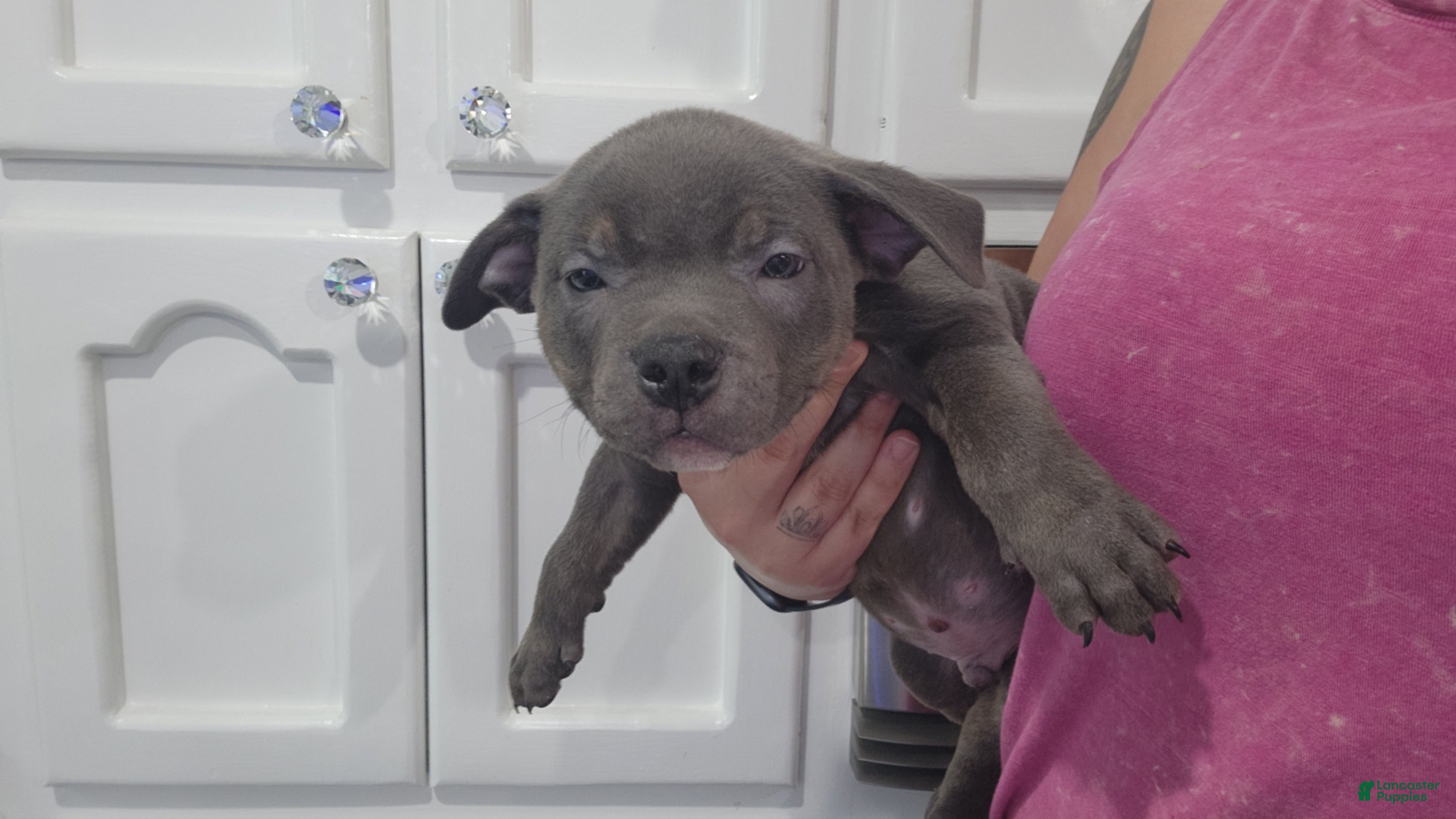 American Bully dogs for sale: Blue w/ white chest patch & champagne markings - Ad 3