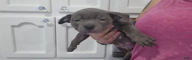Blue w/ white chest patch & champagne markings