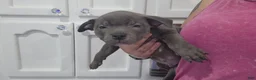 American Bully dogs for sale: Blue w/ white chest patch & champagne markings - Ad 1
