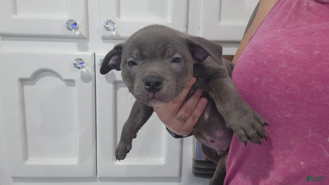 American Bully dogs for sale: Blue w/ white chest patch & champagne markings - Ad 1
