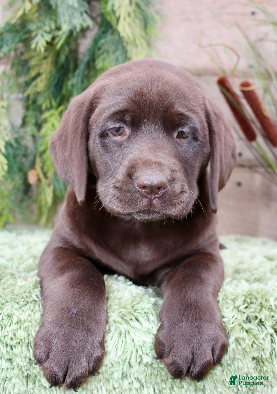Labrador Retriever dogs for sale: Lula - Ad 2