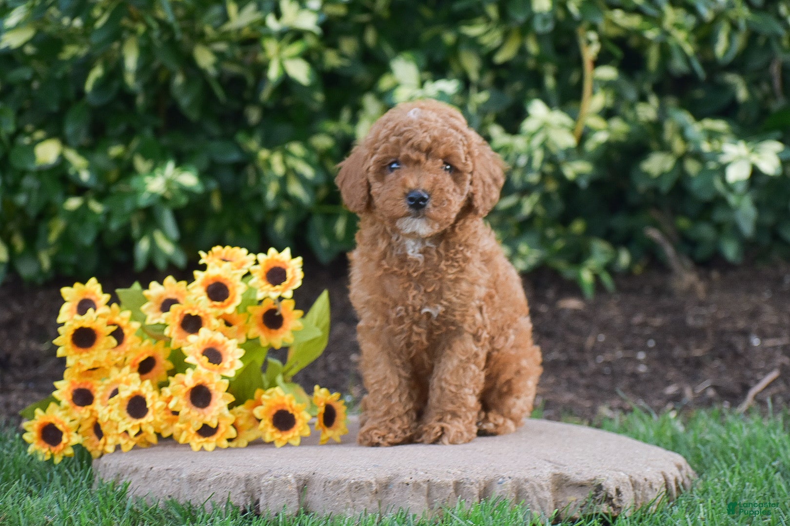 Toy Poodle dogs Preston - Ad 1