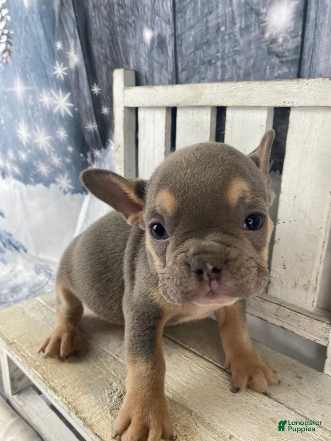 French Bulldog dogs for sale: Leo - Ad 1