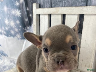 French Bulldog dogs Leo - Ad 4