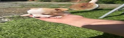 Chihuahua dogs for sale: Chihuahua Puppy 3 - Ad 3