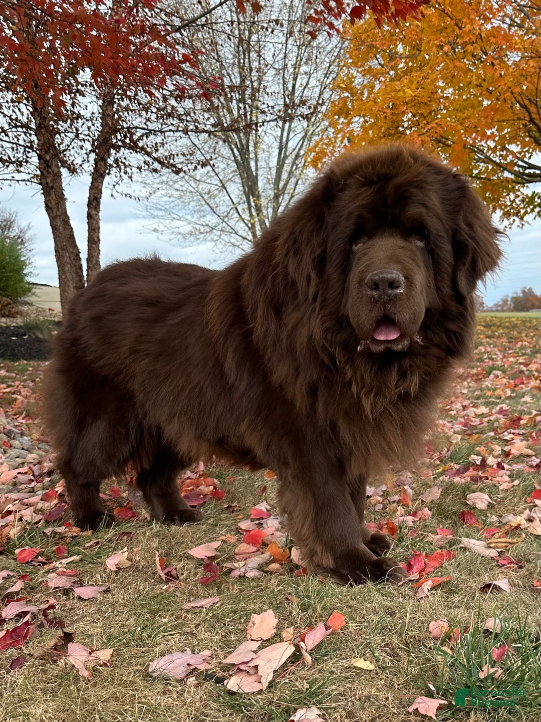 Newfoundland dogs for sale: OFA,AKC,CH, “Raine”  - Ad 9