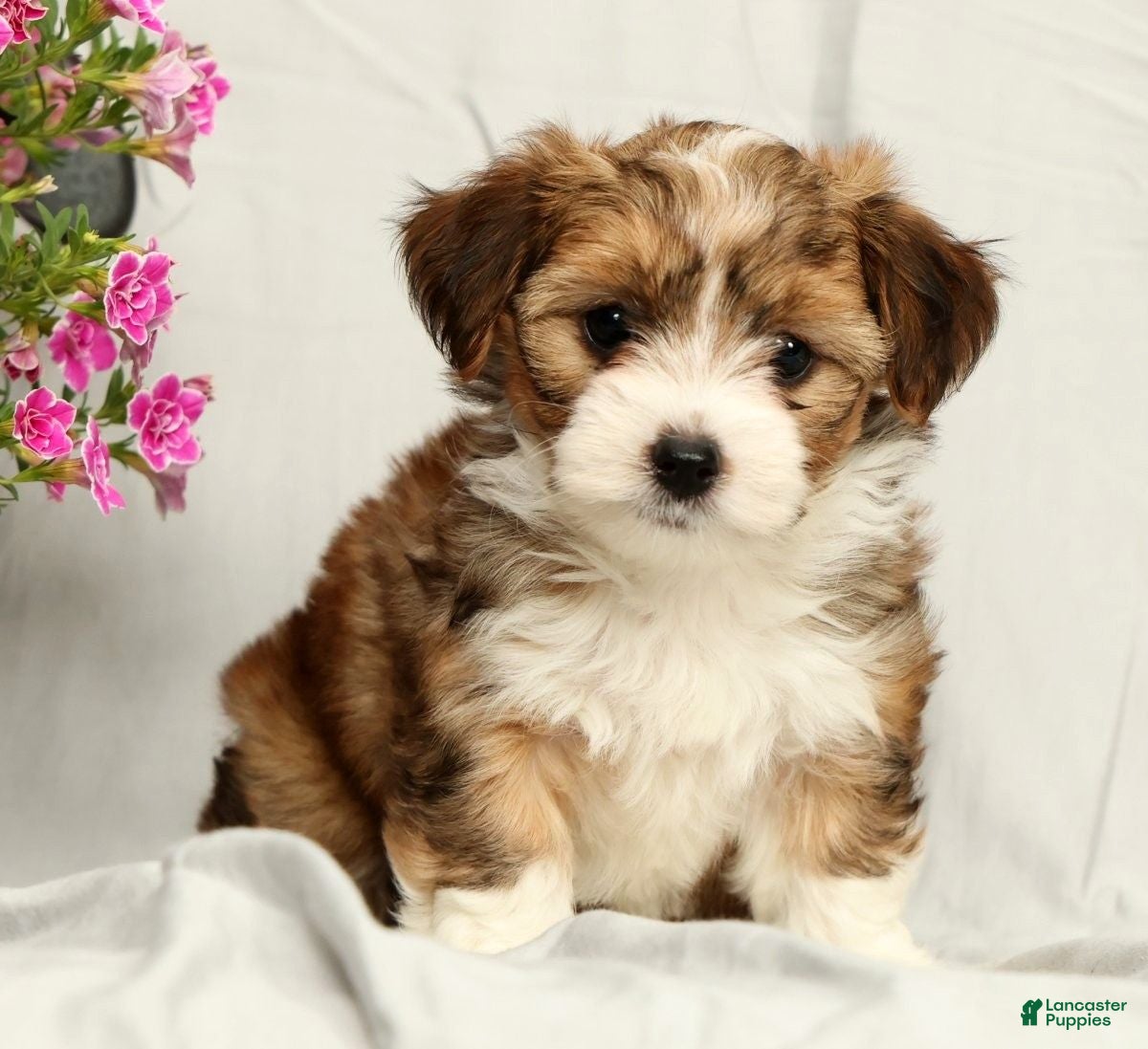 Yorkiepoo dogs Lincoln - Ad 1