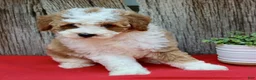 Miniature Poodle dogs for sale: Daisy - Ad 4