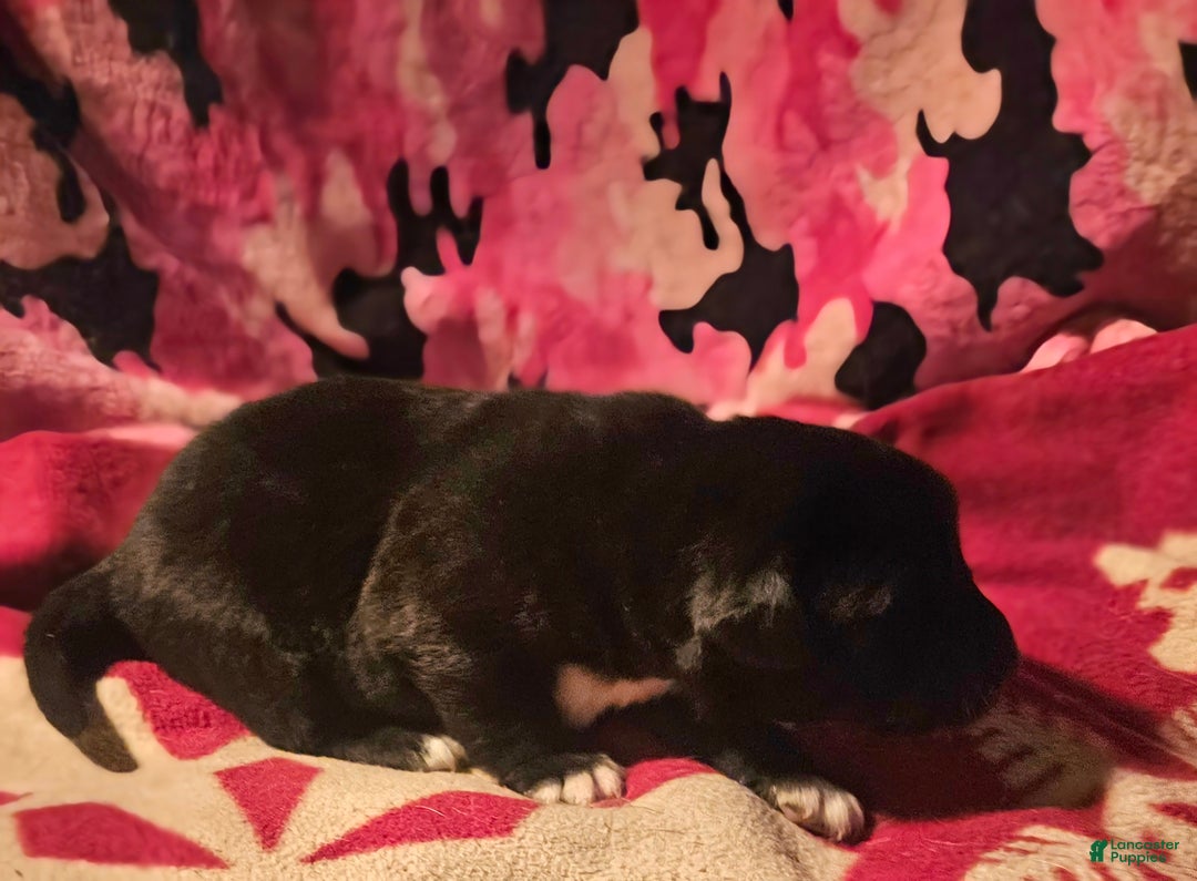 Border Collie dogs for sale: Joker - Ad 9