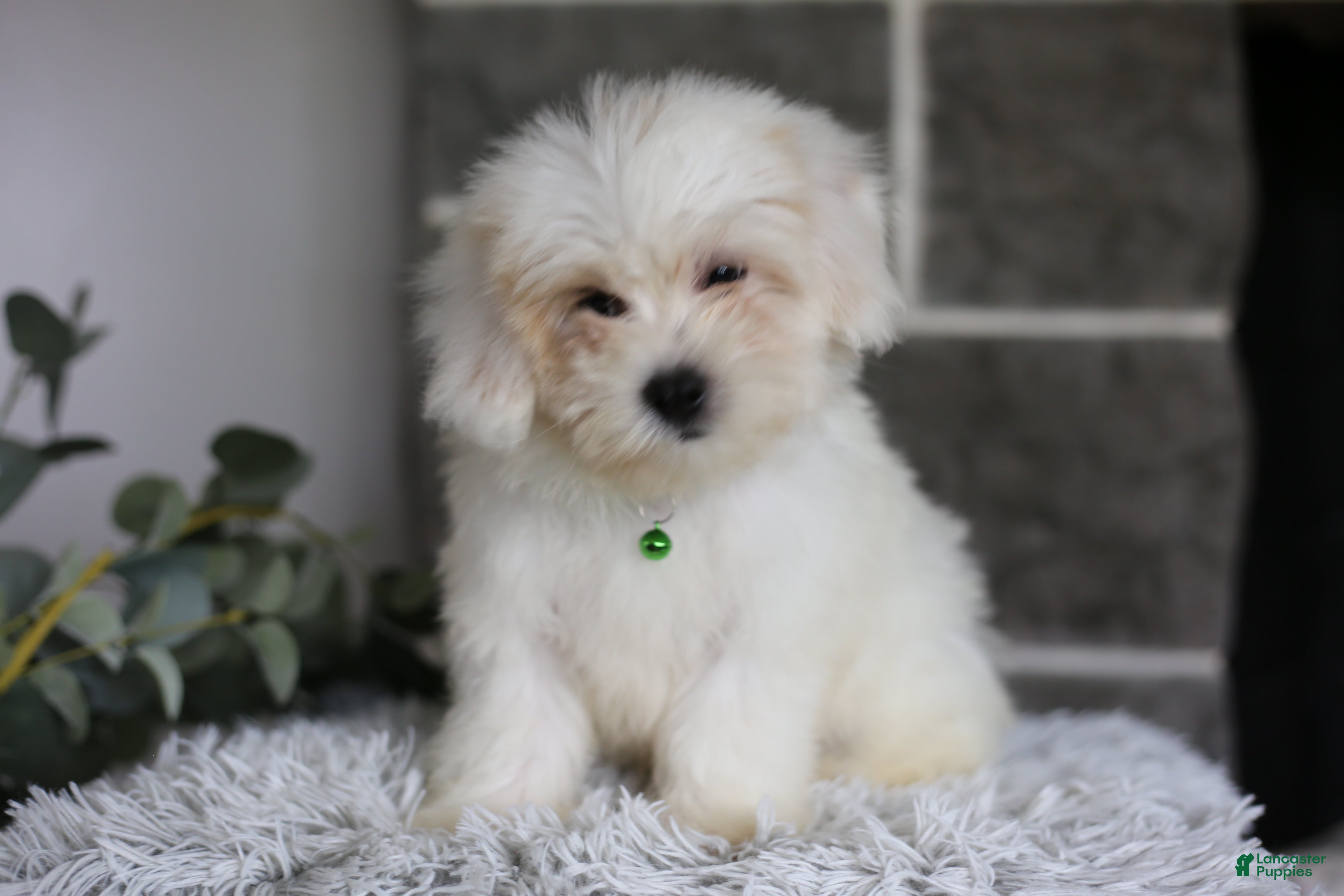 Maltipoo dogs Frankie - Ad 1