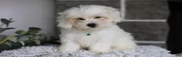 Maltipoo dogs for sale: Frankie - Ad 4