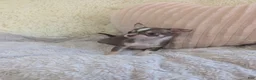 Chihuahua dogs for sale: Tiny  - Ad 4