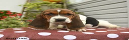 Basset Hound dogs for sale: Dinah - Ad 1