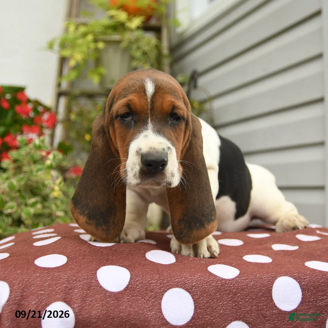 Basset Hound dogs for sale: Dinah - Ad 1