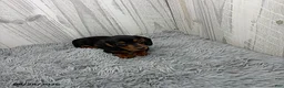 Miniature Dachshund dogs for sale: Cassie - Ad 3