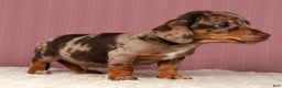 Miniature Dachshund dogs for sale: Kendrix - Ad 2