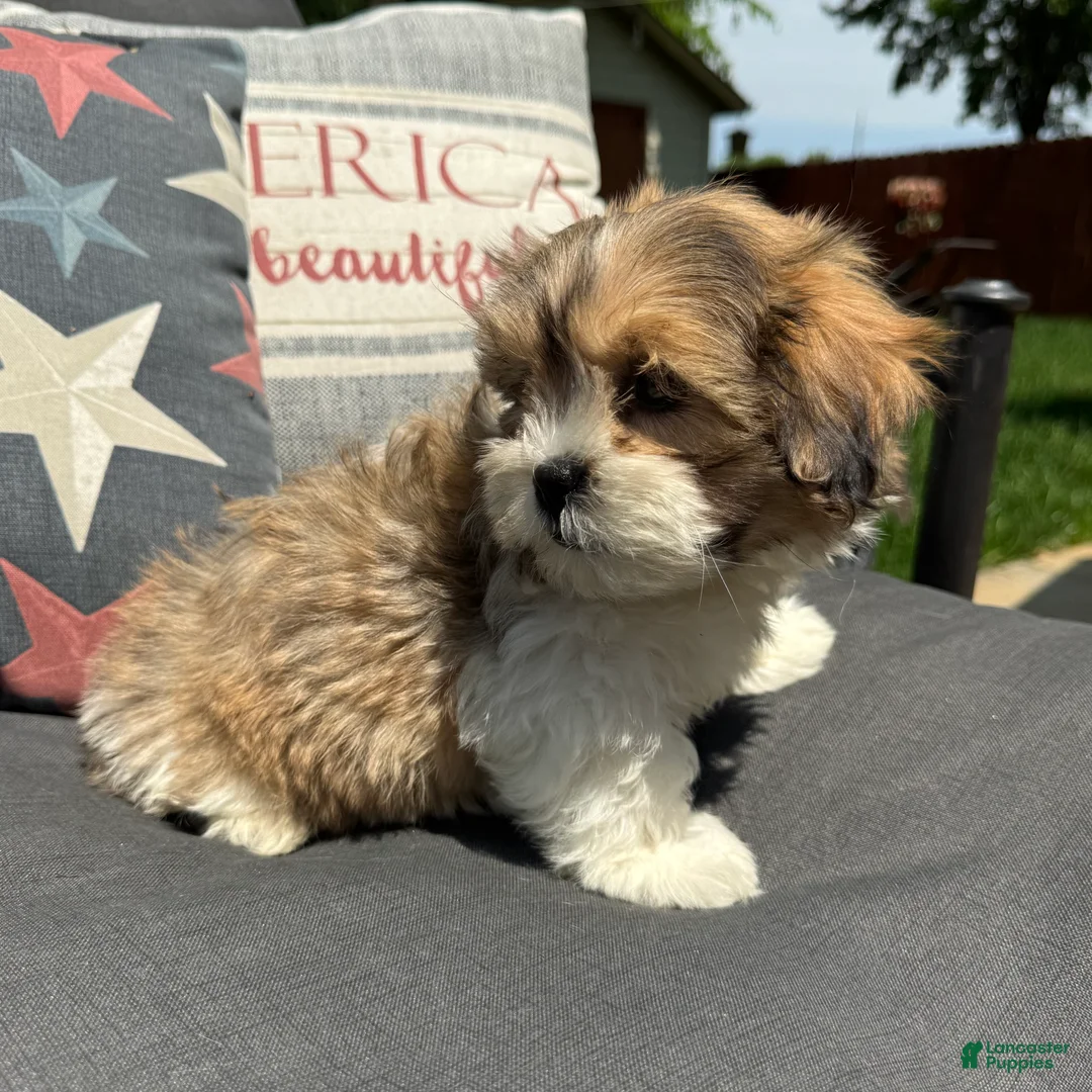 Teddy Bear dogs for sale: Henry - Ad 2