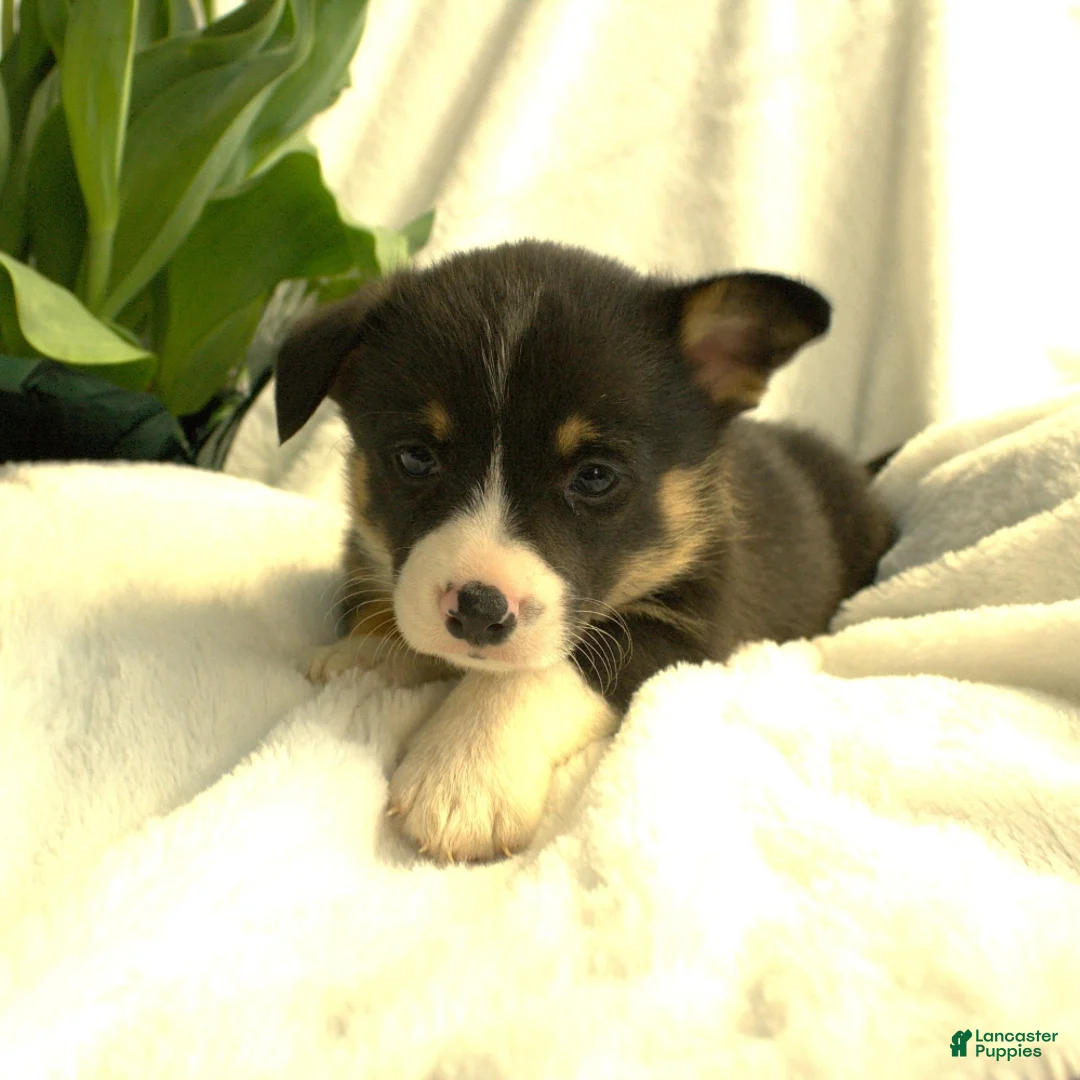 Welsh Corgi Pembroke dogs for sale: Diesel - Ad 3