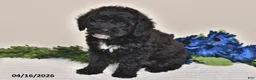 Miniature Poodle dogs for sale: Sparky - Ad 4