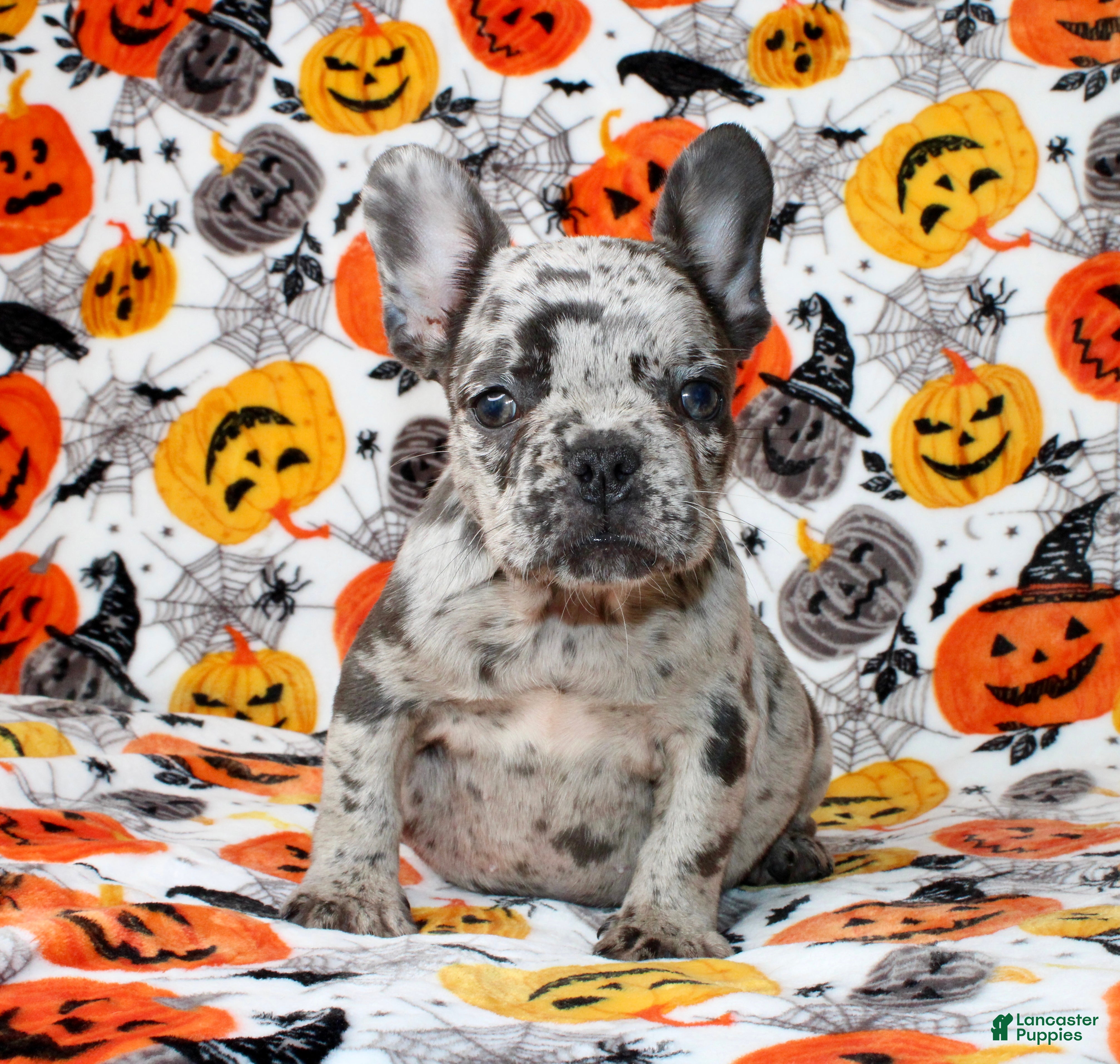 French Bulldog dogs Peppa - Ad 1