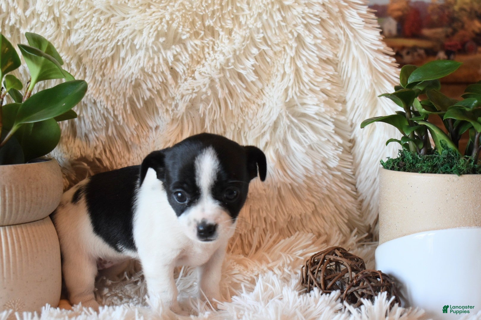 Chihuahua dogs Desiree - Ad 23