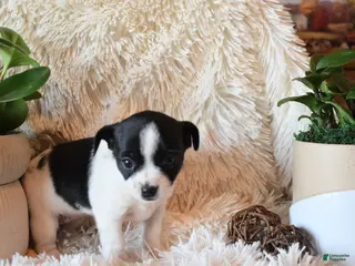 Chihuahua dogs Desiree - Ad 23