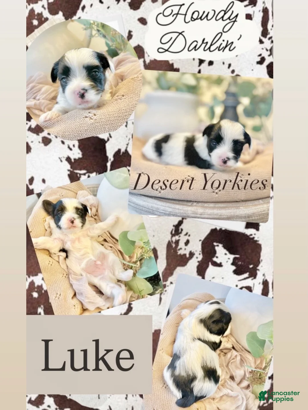 Yorkshire Terrier dogs for sale: Luke - Ad 8