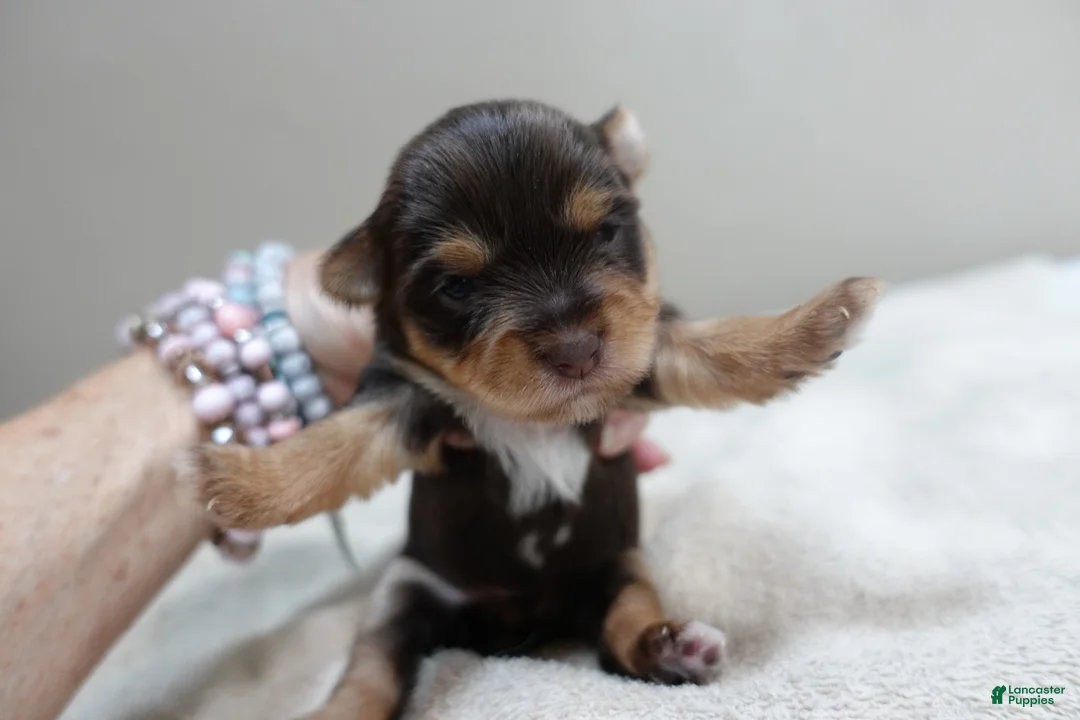 Yorkshire Terrier dogs for sale: Chocolate Meadow - Ad 2