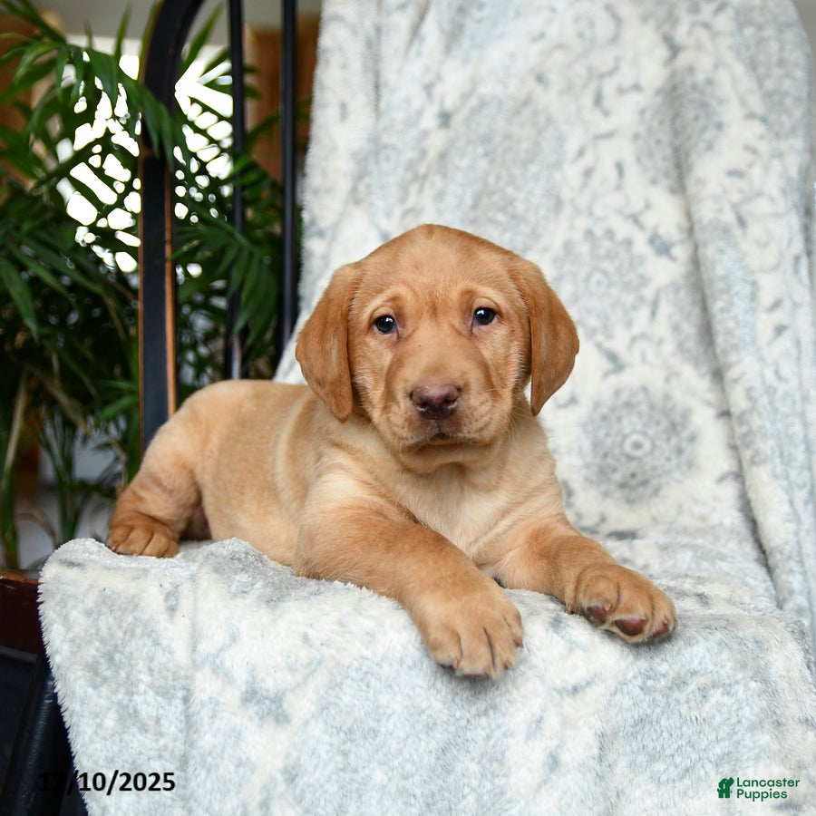 Labrador Retriever dogs Butterscotch - Ad 2