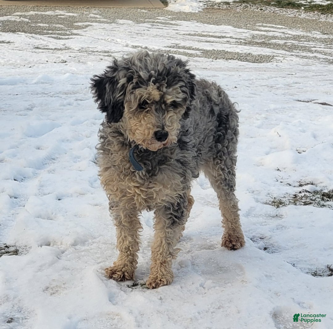 Miniature Poodle dogs for sale: Sophie - Ad 2