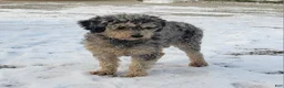 Miniature Poodle dogs for sale: Sophie - Ad 2
