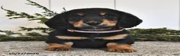 Miniature Dachshund dogs for sale: Friendly - Ad 3