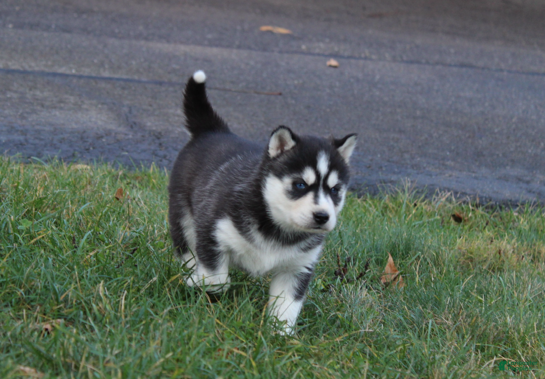 Siberian Husky dogs for sale: Mia - Ad 3