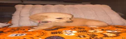 Mixed Breed dogs for sale: Pua 🐷 - Ad 2