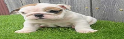English Bulldog dogs for sale: Denver - Ad 4
