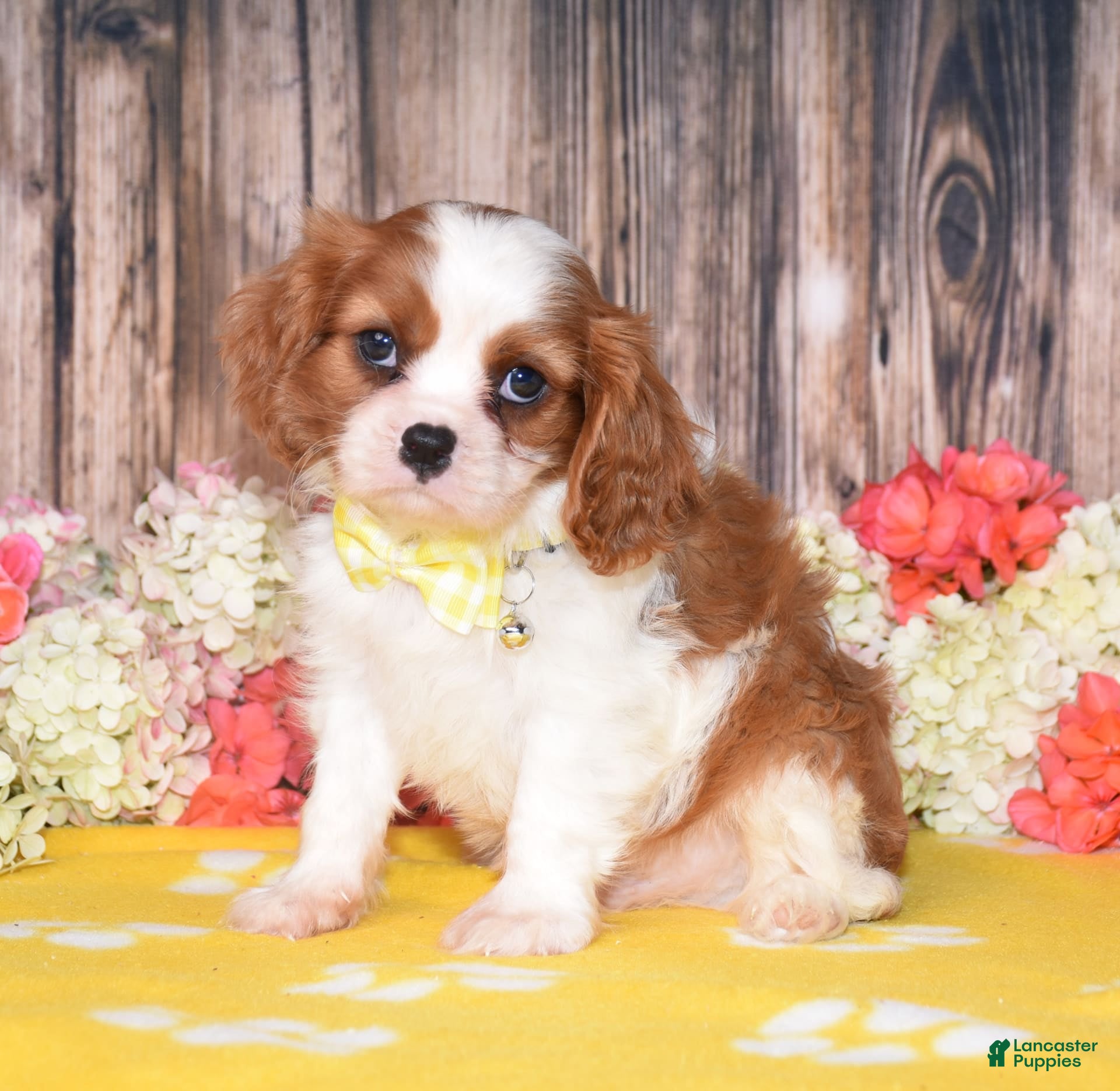 Cavalier King Charles Spaniel dogs Neptune - Ad 7