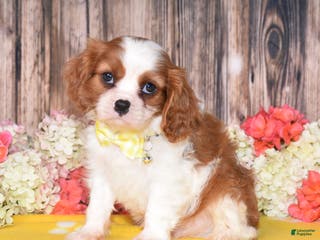 Cavalier King Charles Spaniel dogs Neptune - Ad 40