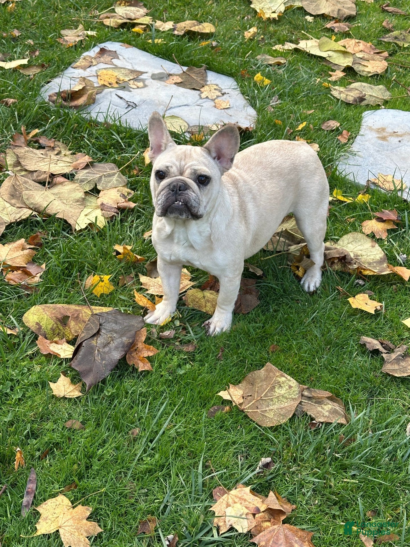 French Bulldog dogs French Bulldog Puppy 1 - Ad 2
