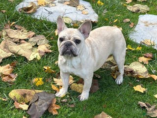 French Bulldog dogs French Bulldog Puppy 1 - Ad 32