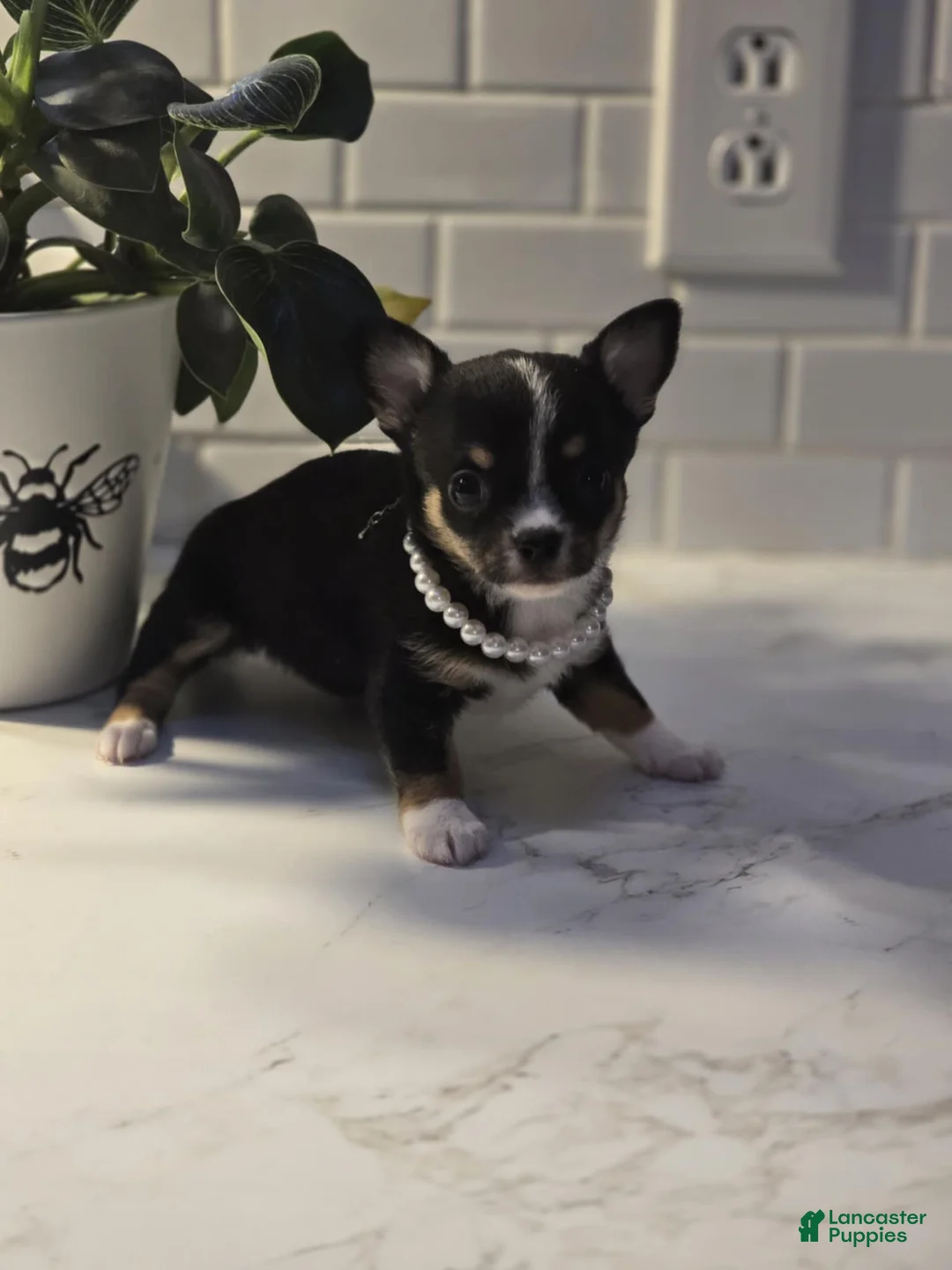 Chihuahua dogs for sale: lala - Ad 5