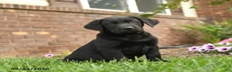 Labrador Retriever dogs for sale: Bagel - Ad 5