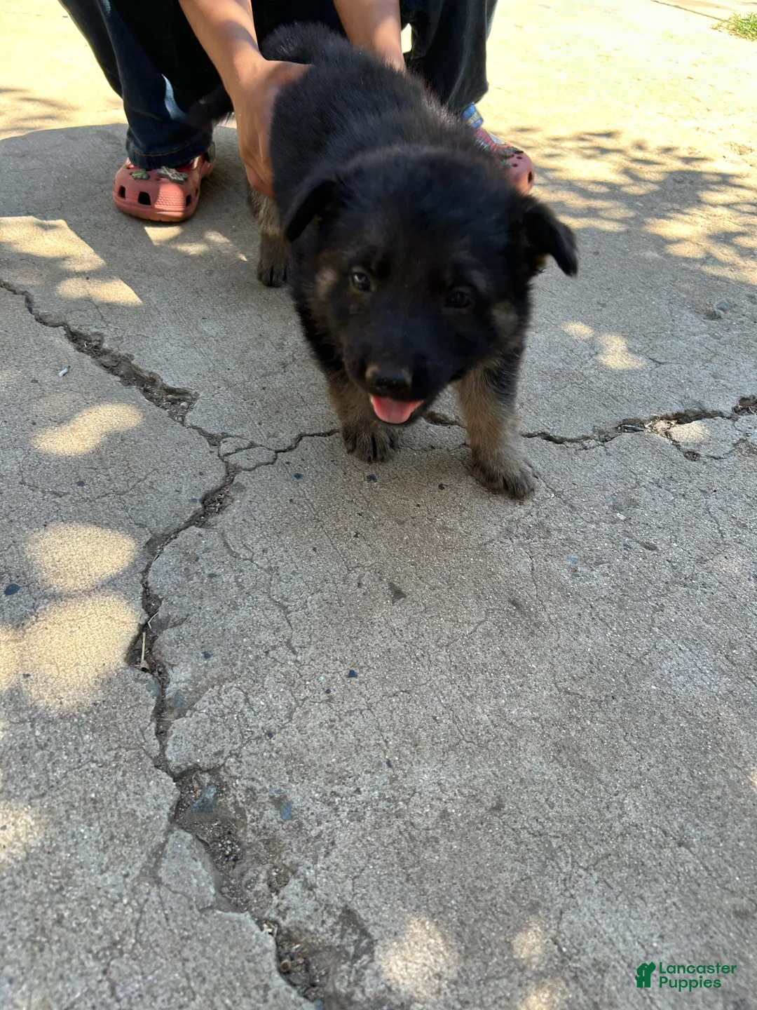 German Shepherd dogs for sale: German Shepherd 4 - Ad 1