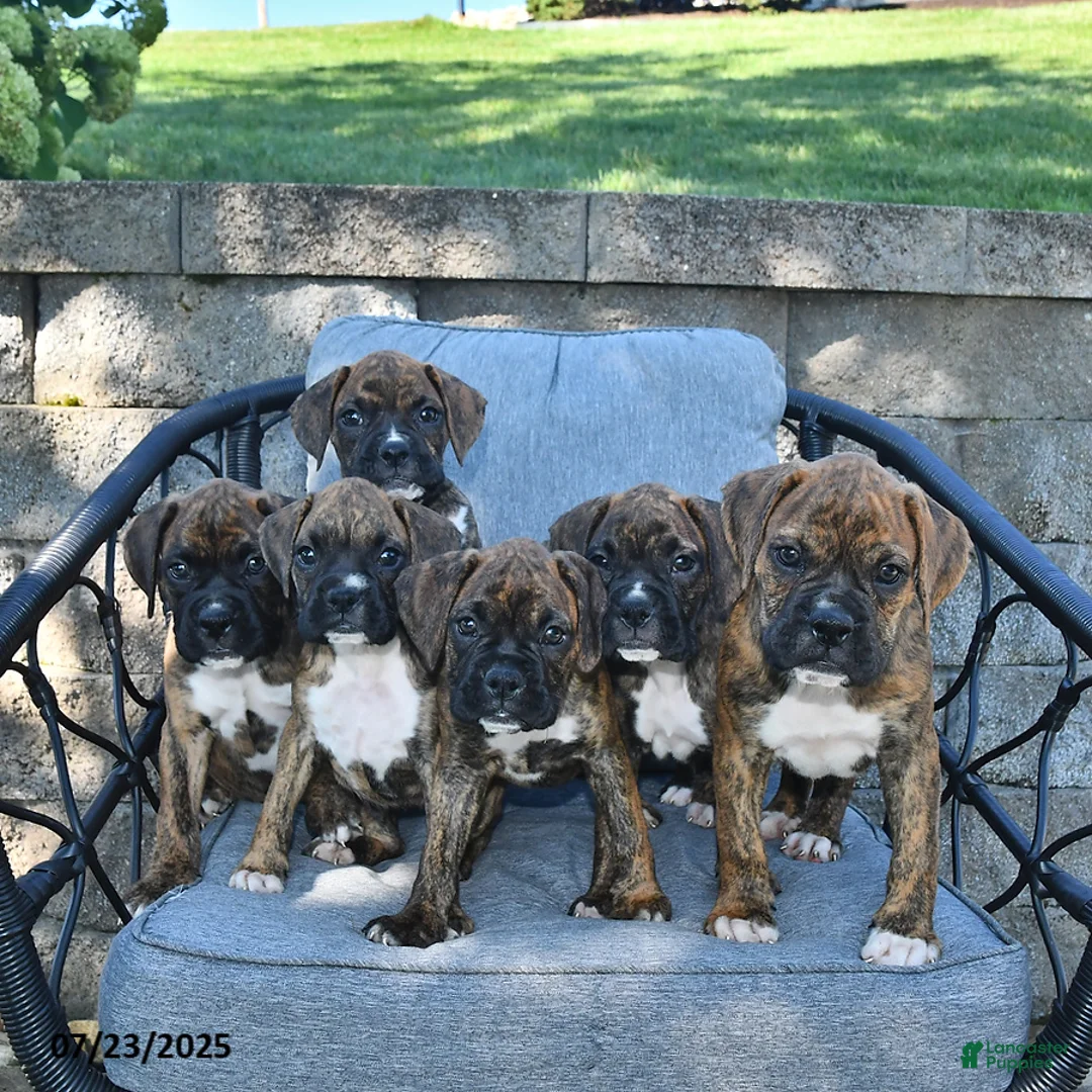 Gallery Image {{count}}