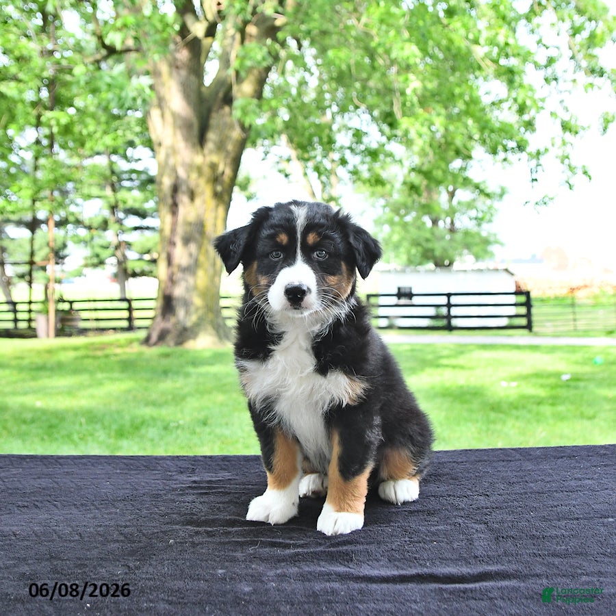Australian Shepherd dogs Dakota - Ad 1